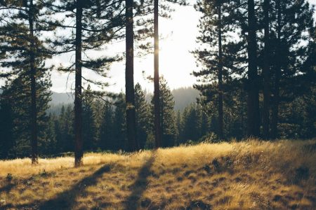 Sunlight filters through pine trees, casting shadows in a serene forest meadow at sunrise.
